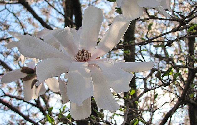 Een set van drie Magnolia Bomen - hoogte ↕ 30 - 38 cm!